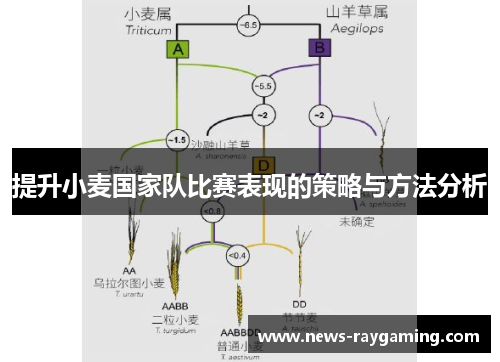 提升小麦国家队比赛表现的策略与方法分析
